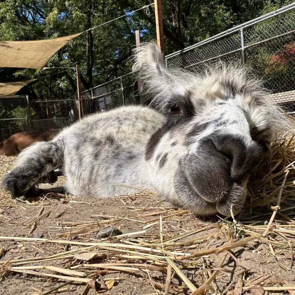 Friends of High Park Zoo - endroits sympas à découvrir cet été à Toronto