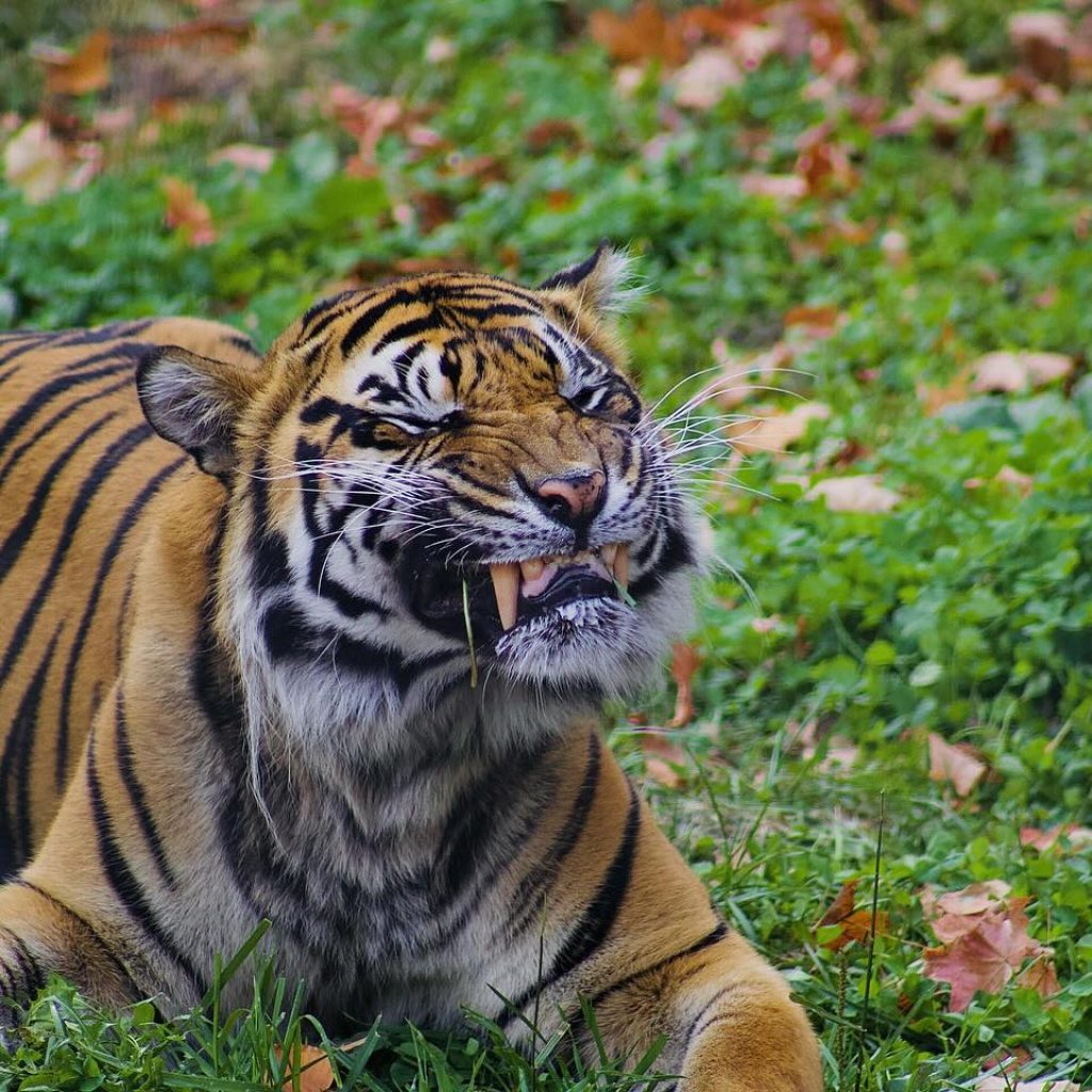 Zoo de Toronto