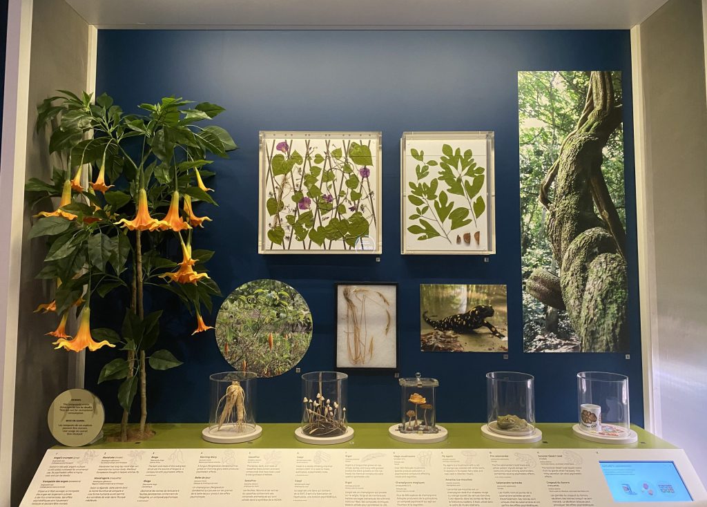 Tableau de la faune et de la flore psychedelique