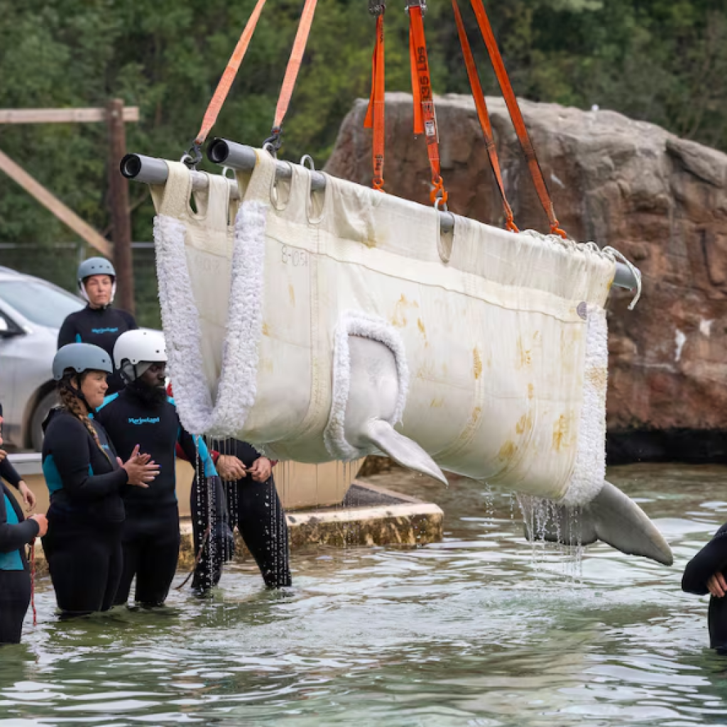 Des bélugas de Marineland prennent enfin la route vers Chicago : une nouvelle étape pour le bien-être animal