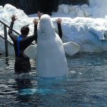 Les premiers bélugas quittent enfin Marineland pour un nouveau départ