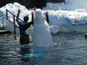 Les premiers bélugas quittent enfin Marineland pour un nouveau départ
