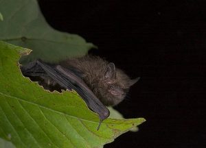Chauves-souris du Zoo de Toronto