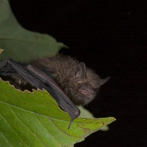 Chauves-souris du Zoo de Toronto