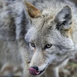 Coyote