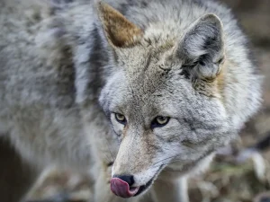 Coyote