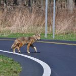 Coyote, Toronto