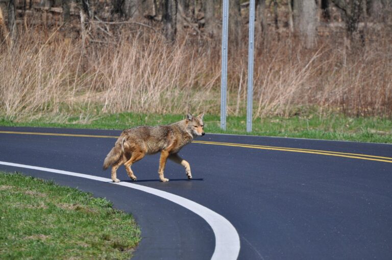 Coyote, Toronto