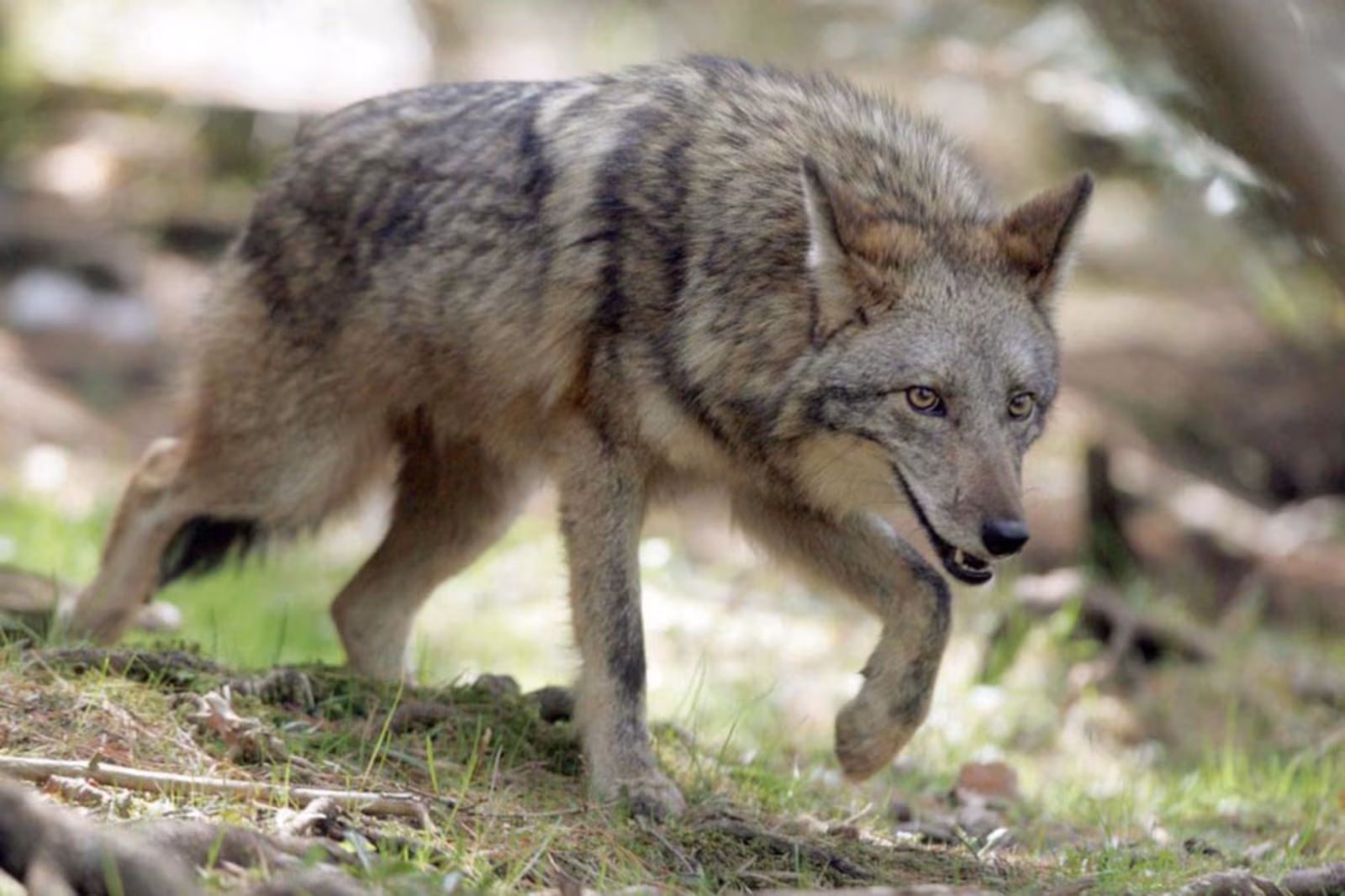 Coyote