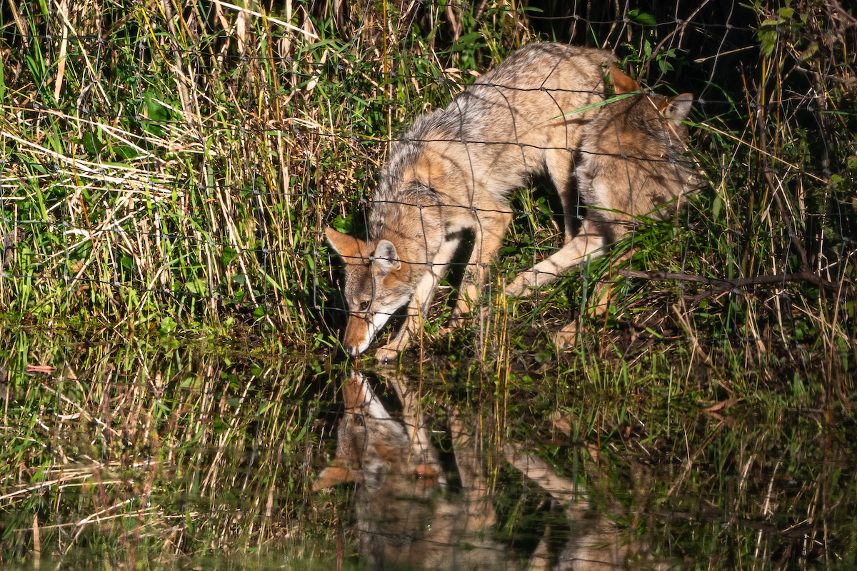 Coyote en ville
