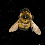 Exposition abeilles ROM