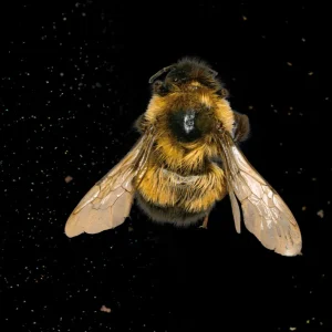 Exposition abeilles ROM