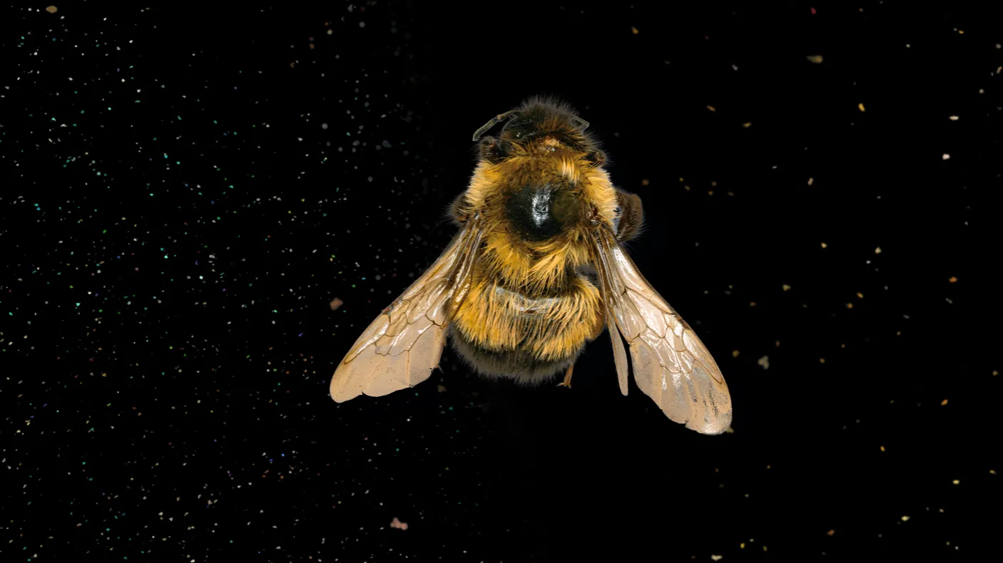 Exposition abeilles ROM
