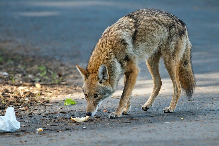 Coyote ville