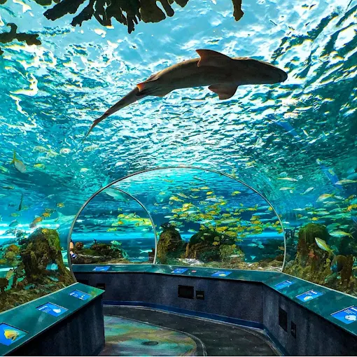 Week-end à l'aquarium