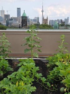 Toronto à travers ce qui nourrit ses habitants