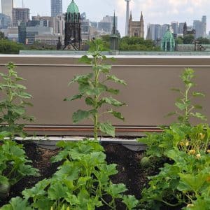 Toronto à travers ce qui nourrit ses habitants