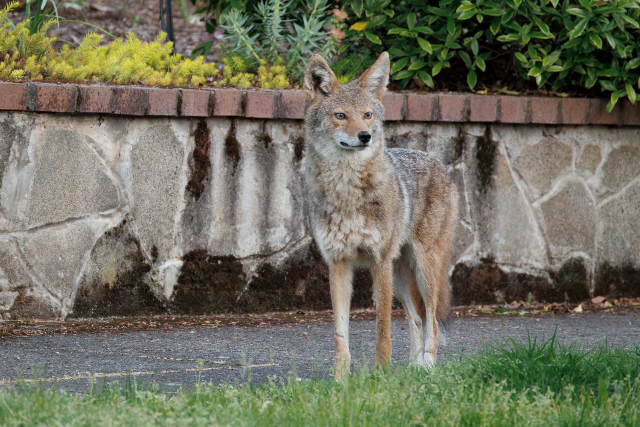 Coyote