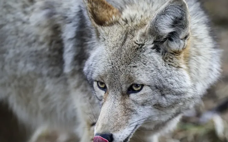 Coyote