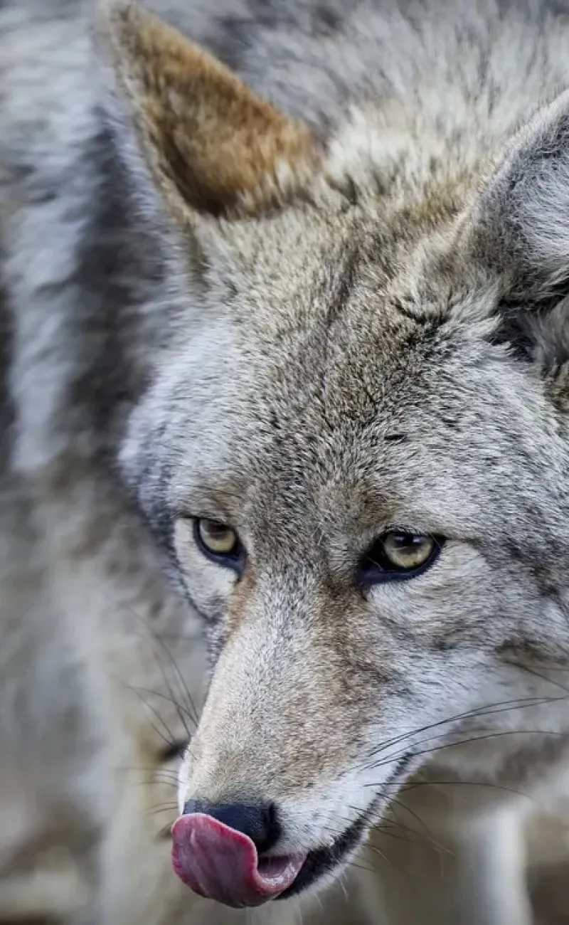 Coyote