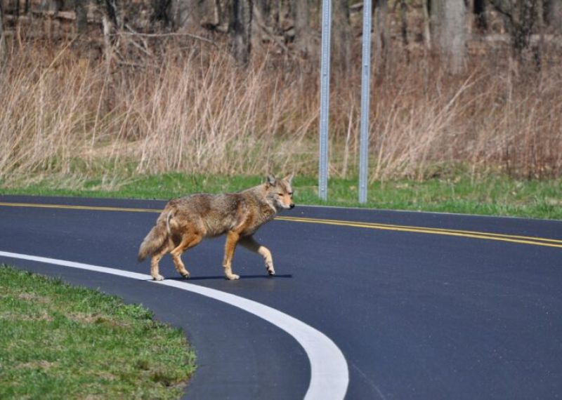 Coyote, Toronto