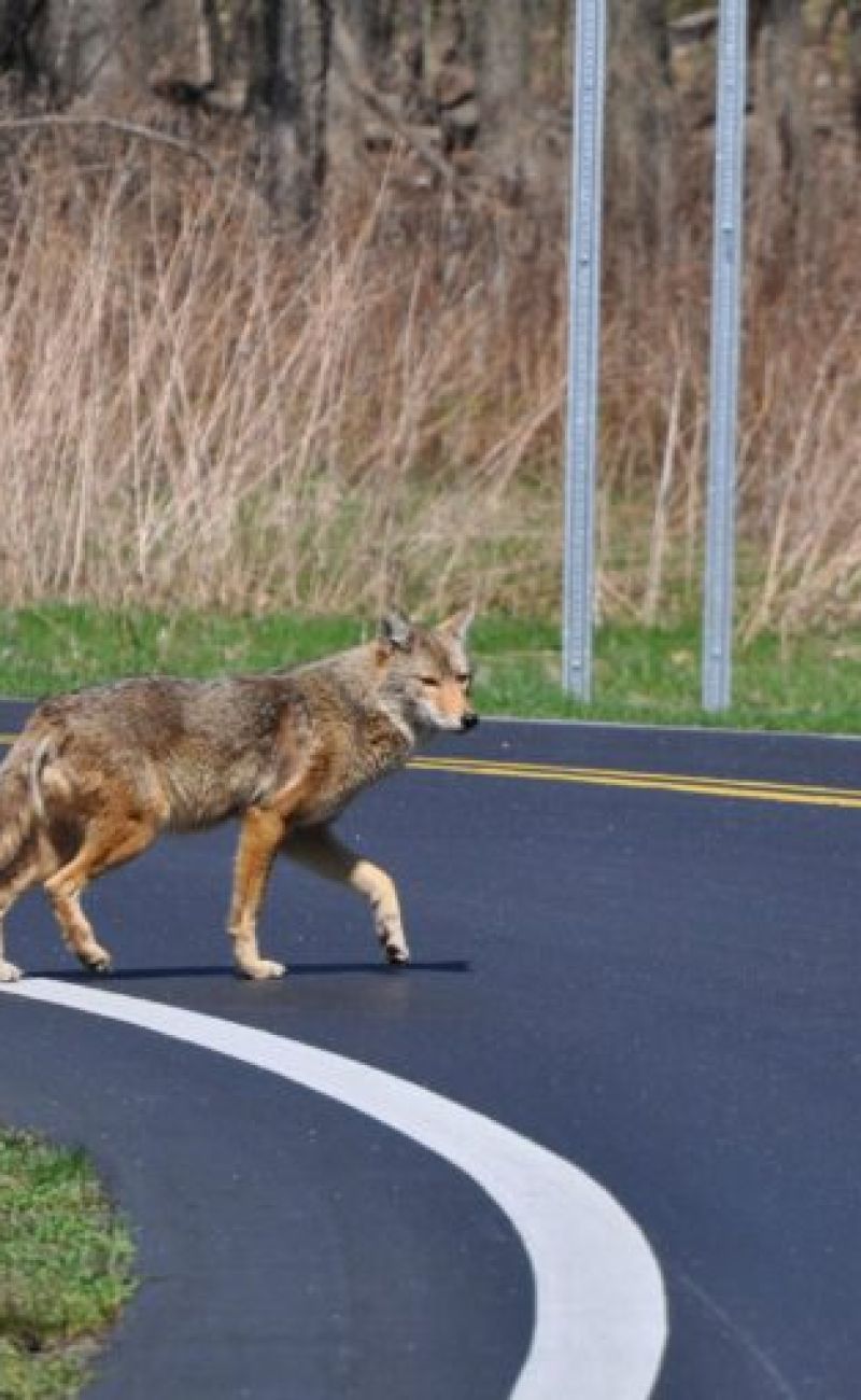 Coyote, Toronto