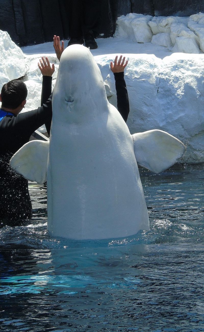Les premiers bélugas quittent enfin Marineland pour un nouveau départ